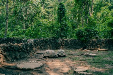 Parktaki büyük kaplumbağalar. Yüksek kalite fotoğraf