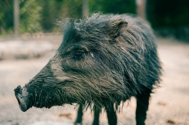 Meksika 'da beyaz dudaklı Peccary Tayassu pecari. Yüksek kalite fotoğraf