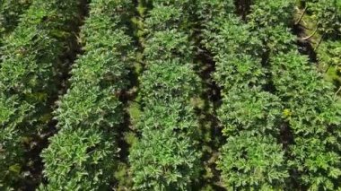 Hawaii, büyük bir adadaki Papaya çiftliğinin havası. 4K AERIAL video görüntüleri. Yüksek kalite 4k görüntü