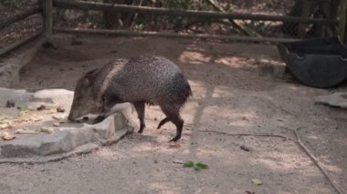 Yakalı Peccary Pecari Tajacu 'nun yakın çekimi. Yüksek kalite 4k görüntü