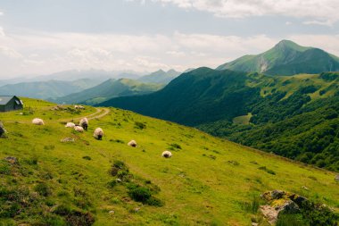 Pireneler Ulusal Parkı, Pireneler Atlantik, Fransa 'nın otlaklarında koyun sürüsü. Yüksek kalite fotoğraf