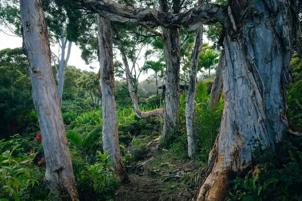 path through a tropical garden in Maui Hawaii. High quality photo