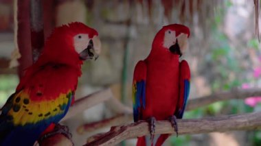 Kırmızı papağan Scarlet Macaw, Ara macao, dalda oturan kuş, Meksika