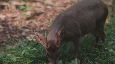 Kahverengi Brocket Geyik Mazama Gouazoubira Bir yaz günü kameraya bakıyor.