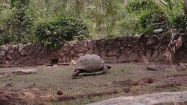 Parktaki büyük kaplumbağalar. Yüksek kaliteli video