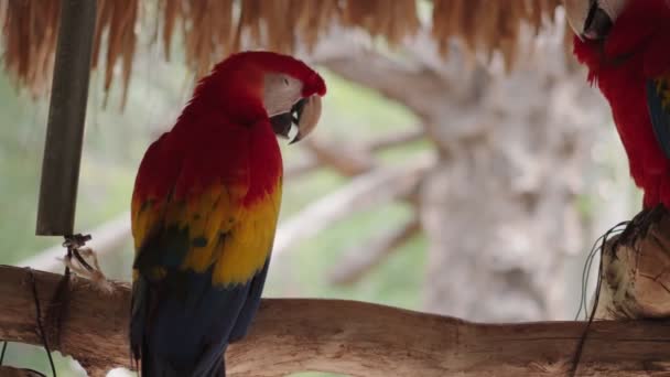 Red Parrot Scarlet Macaw Ara Macao Bird Sitting Branch Mexico — Stock Video