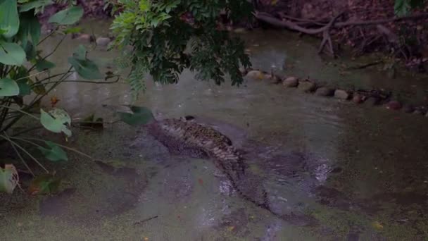 Dívám Dolů Hlavu Aligátora Zelené Vodě — Stock video