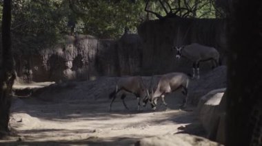 Blackbuck Antilope Servicapra Meksika 'nın başkenti Mexico City' de güzel bir hayvanat bahçesinde
