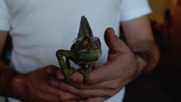 Kameleon Zamyka Wielokolorowy Gad Zbliżeniowy Kameleon — Wideo stockowe