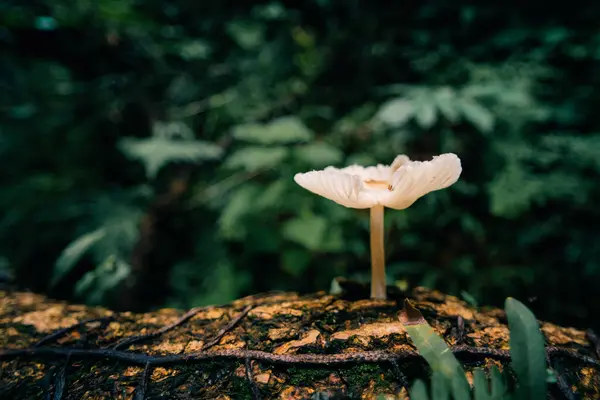 stock image A brown fungus that grows on wooden branches. Macro Photography of Mushroom. High quality photo