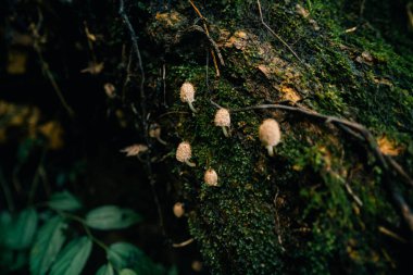 Orman mantarlarının güzel yakın çekimi. Mantar topluyorum. - Evet. Yüksek kalite fotoğraf