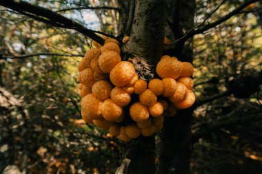 Cyttaria hariotii genellikle llao llao ve pan de indio olarak adlandırılan yenilebilir bir mantardır. Yüksek kalite fotoğraf
