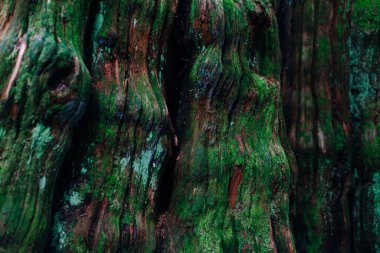 yeşil ağaç gövdesi dokusu. Yeşil yosun. Yüksek kalite fotoğraf