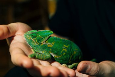 Colorful chameleon on hands on black background. High quality photo clipart