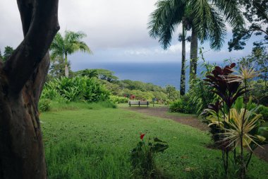 Maui Hawaii 'deki tropikal bir bahçeye giden yol. Yüksek kalite fotoğraf