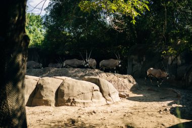 Blackbuck Antilope servicapra Meksika 'nın başkenti Mexico City' de güzel bir hayvanat bahçesinde. Yüksek kalite fotoğraf