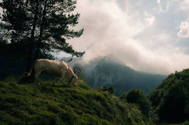 Fransa 'daki Fransız Pireneleri' nde bir vadide alçak bulutlar. Yüksek kalite fotoğraf