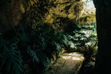 Cagliari Botanik Bahçesi. Sardunya, İtalya. Yüksek kalite fotoğraf