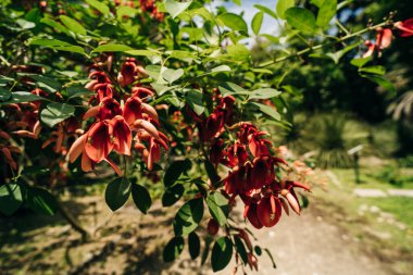 Sonbaharda çiçek açan Erythrina Crista-galli. Yüksek kalite fotoğraf