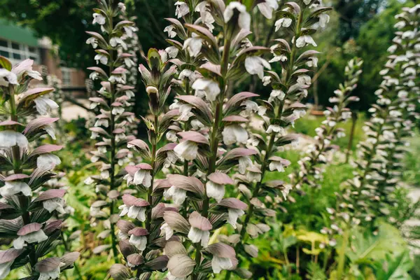 stock image Acanthus mollis Bear Breeches a spring summer flowering plant with a white summertime flower . High quality photo