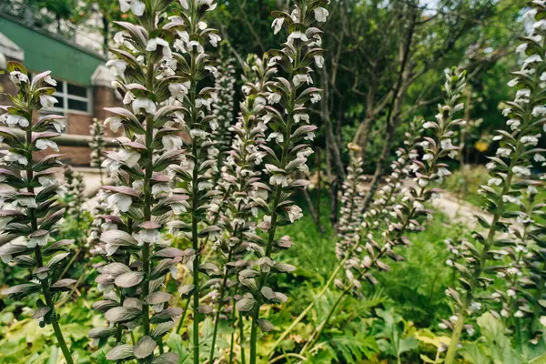 stock image Acanthus mollis Bear Breeches a spring summer flowering plant with a white summertime flower . High quality photo