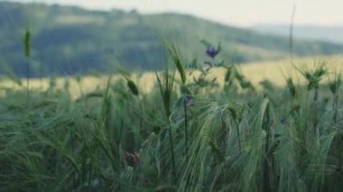 Olgunlaşan çavdar tarlası mavi gökyüzüne karşı. Yeşil çavdar ve tahıllı dikenler rüzgarla sallanıyor. Yüksek kalite 4k görüntü