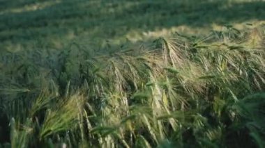 Olgunlaşan çavdar tarlası mavi gökyüzüne karşı. Yeşil çavdar ve tahıllı dikenler rüzgarla sallanıyor. Yüksek kalite 4k görüntü