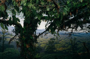 Büyük ağaçları olan tropik yağmur ormanları. Yüksek kalite fotoğraf