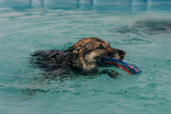 Stock image  dog in mid air ready to catch a toy while dock diving into a pool. High quality photo