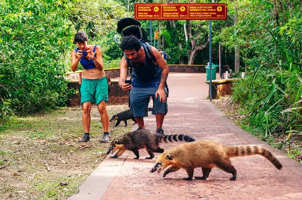 stock image Coatis among tourists at Iguacu (Iguazu) falls on a border of Brazil and Argentina. High quality photo