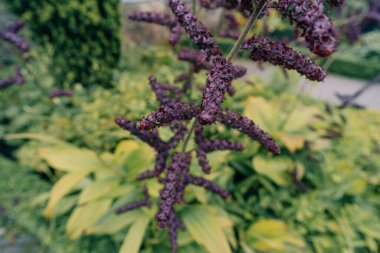 Bahçede veratrum nigrum çiçekleri. Veratrum nigrum, siyah sahte karabasan. Yüksek kalite fotoğraf