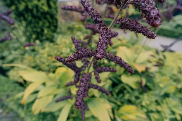 stock image Flowers of veratrum nigrum in garden. Veratrum nigrum, the black false hellebore. High quality photo