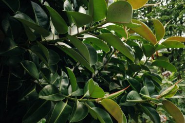 Ficus benjamina arka plan dokusu için ayrılır. Yüksek kalite fotoğraf
