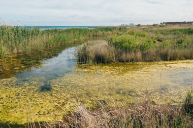  Marjal Moros 'un Sagunt, Pucol, Valencia, İspanya' daki manzarası. Kuş izleme. Yüksek kalite fotoğraf