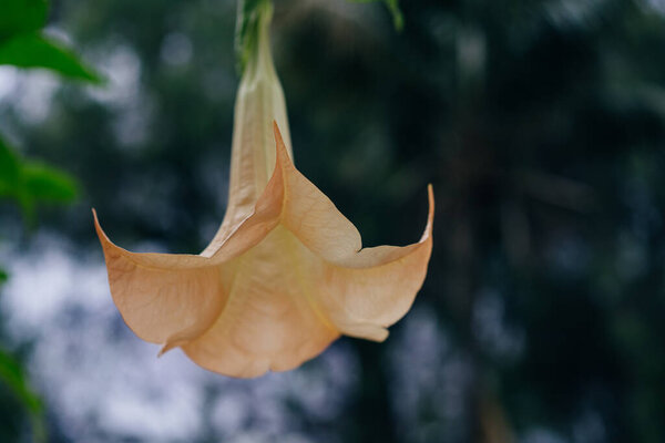Golden Angel's Trumpet , Brugmansia aurea. High quality photo