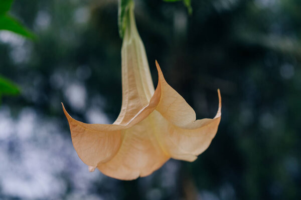 Golden Angel's Trumpet , Brugmansia aurea. High quality photo