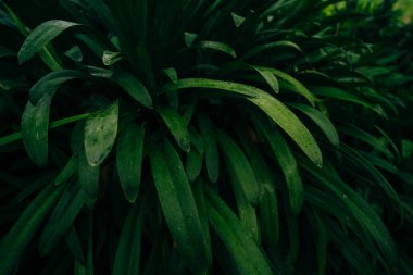 Ebedi bahçe bitkisi agapanthus gölü umudunun ipeksi yeşil yapraklarına yakın çekim. Yüksek kalite fotoğraf