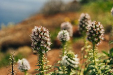 Eryngium gigantheum plant in madeira, portugal. High quality photo clipart