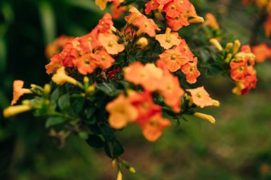 Orange and yellow Marmalade Bush, Streptosolen jamesonii, in flower. High quality photo clipart