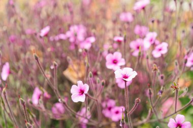 Geranium maderense mor çiçek, bahçe çiçekleri. Yüksek kalite fotoğraf