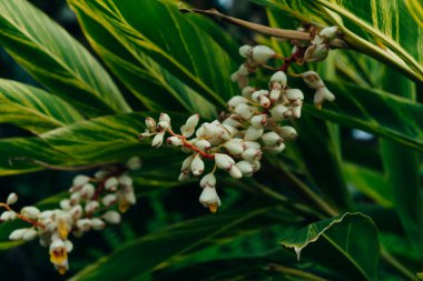 Shell ginger flower - alpinia zerumbet in the park , madeira. High quality photo clipart