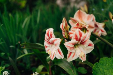 Makro yakın plan beyaz çizgili parlak kırmızı Hippeastrum vittatum. Yüksek kalite fotoğraf