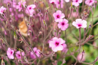 Geranium maderense purple flower, garden gardening floral display plant. High quality photo clipart