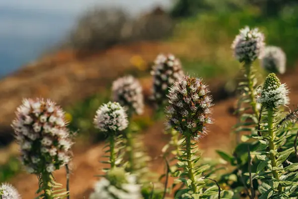 stock image Eryngium gigantheum plant in madeira, portugal. High quality photo