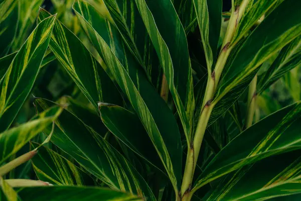 Stock image Shell ginger flower - alpinia zerumbet in the park , madeira. High quality photo