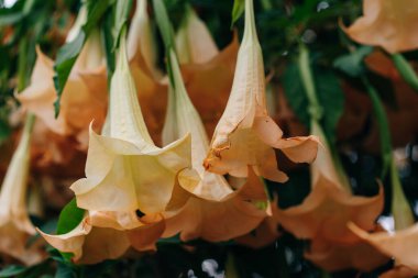 Altın Meleğin Trompeti, Brugmansia aurea. Yüksek kalite fotoğraf