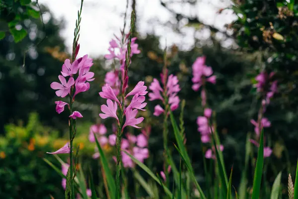 Stock image Crocosmai, pink flowers green leaves in portugal. High quality photo