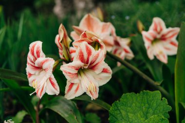 macro closeup of beautiful bright red with white stripes Hippeastrum vittatum . High quality photo clipart