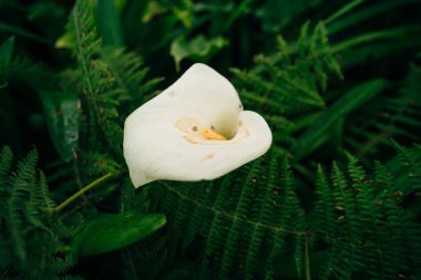 Parlak sarı bir spadiks ile güzel beyaz bir zambak canlı yeşil yaprakların arka planına karşı duruyor. Yüksek kalite fotoğraf
