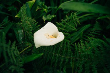 Parlak sarı bir spadiks ile güzel beyaz bir zambak canlı yeşil yaprakların arka planına karşı duruyor. Yüksek kalite fotoğraf
